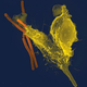 Image for article titled Cosmic Accidents: One Giant Leap For A Single Cell